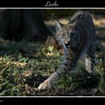 Luchs aus Poing