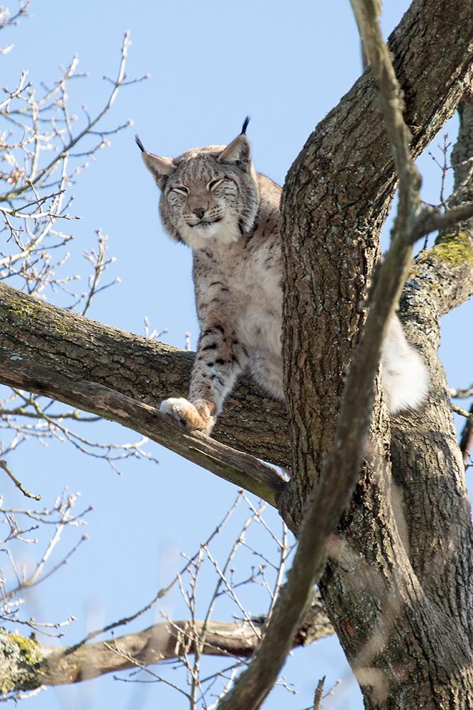 Luchs, Ausblick (c)