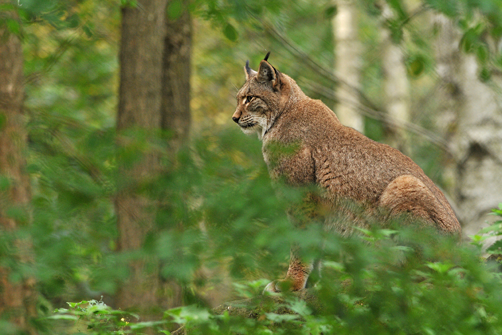 Luchs – Aussichten