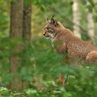 Luchs – Aussichten