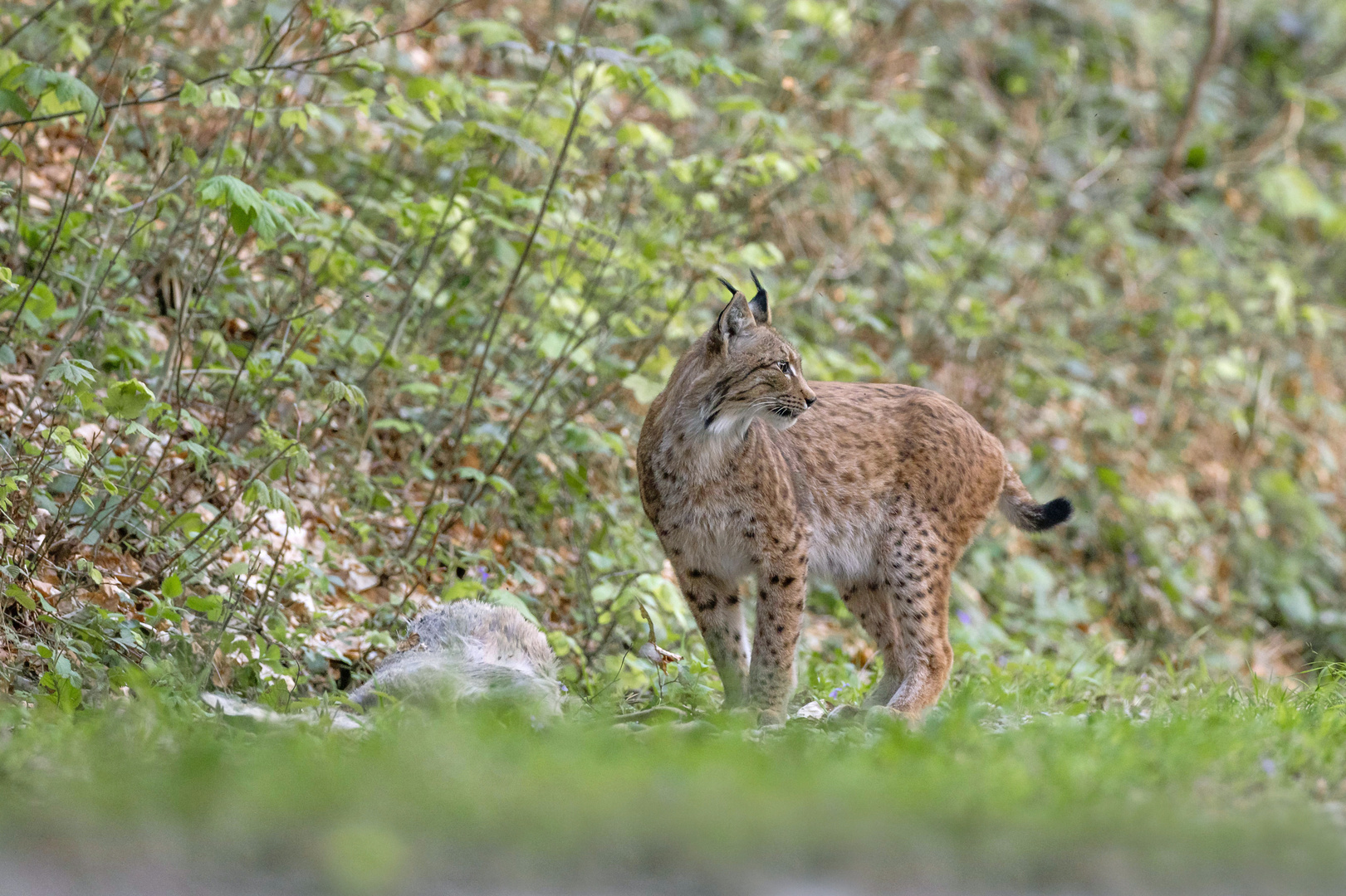 Luchs...