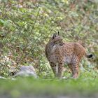 Luchs...