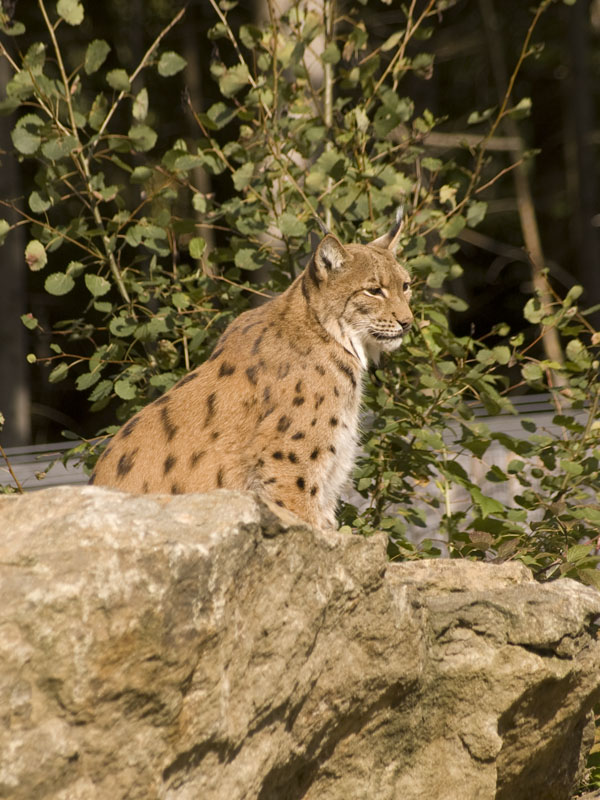 Luchs