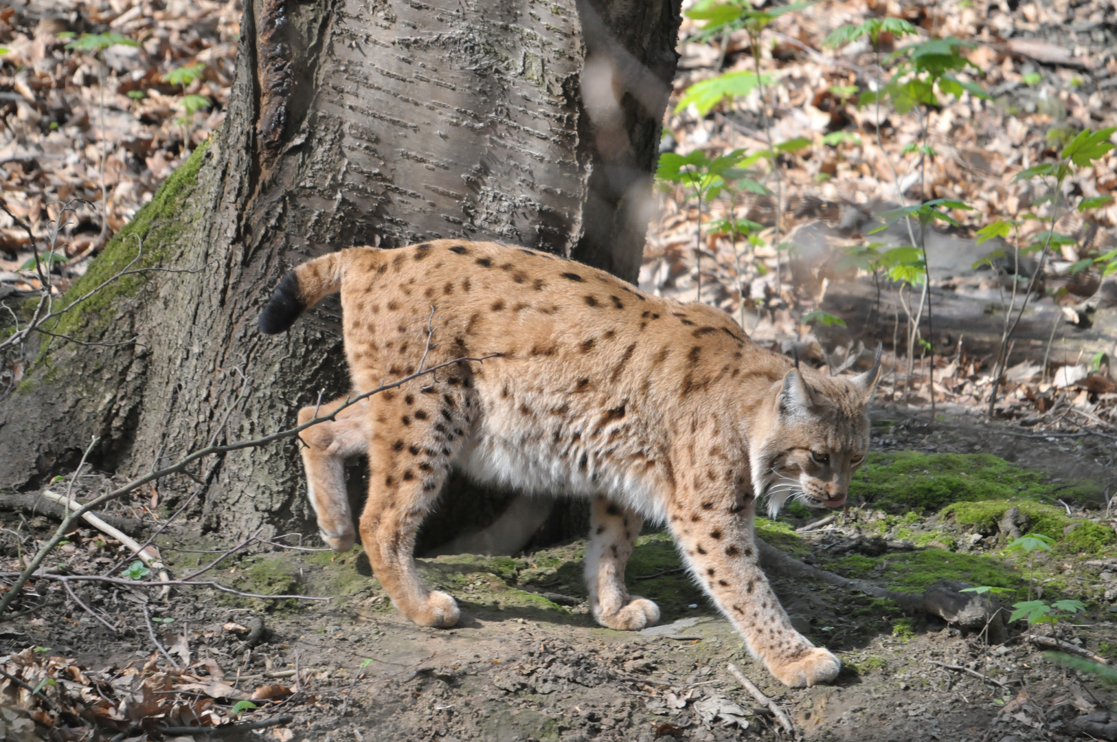 Luchs