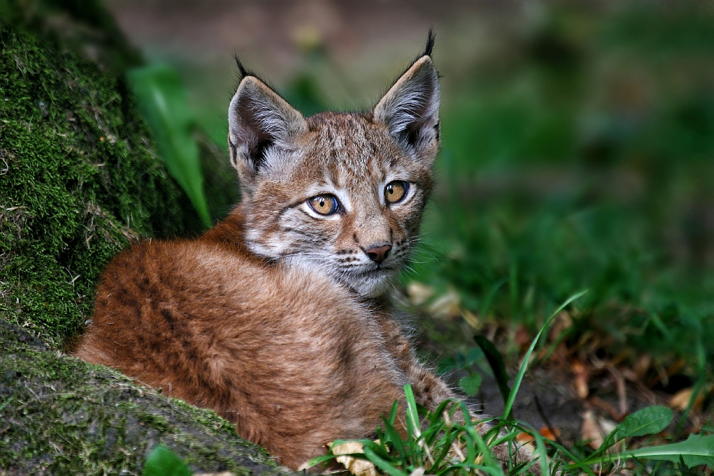 Luchs