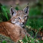 Luchs