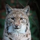 Luchs