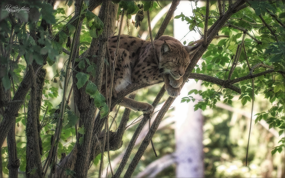 Luchs