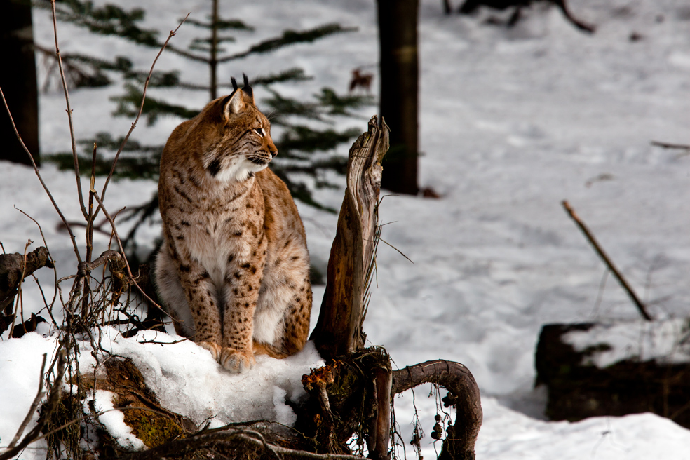 Luchs