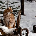 Luchs