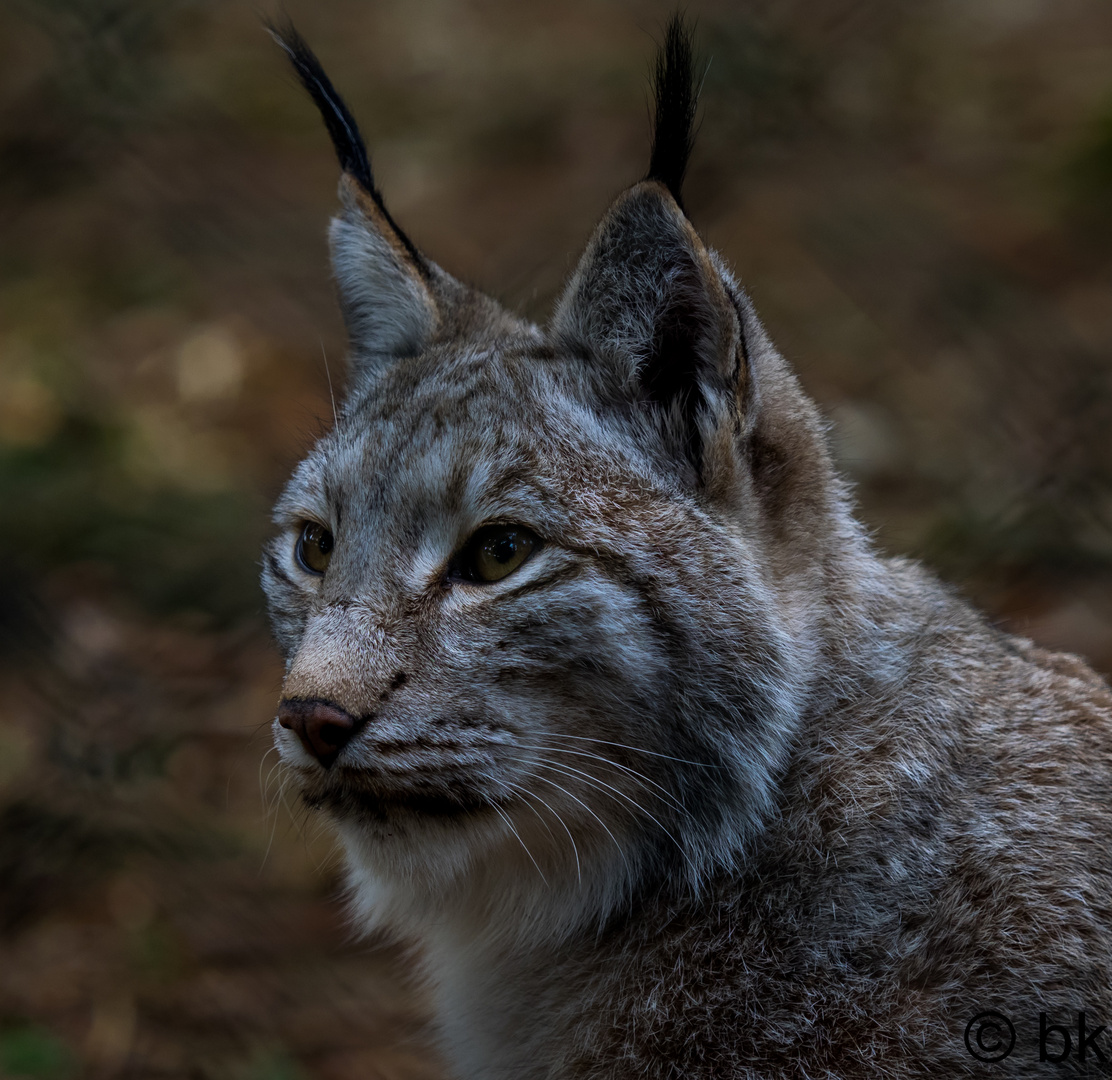 Luchs