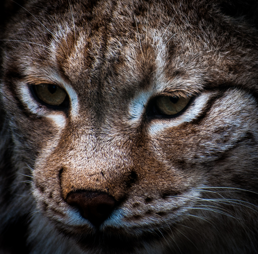 Luchs