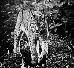 luchs ...