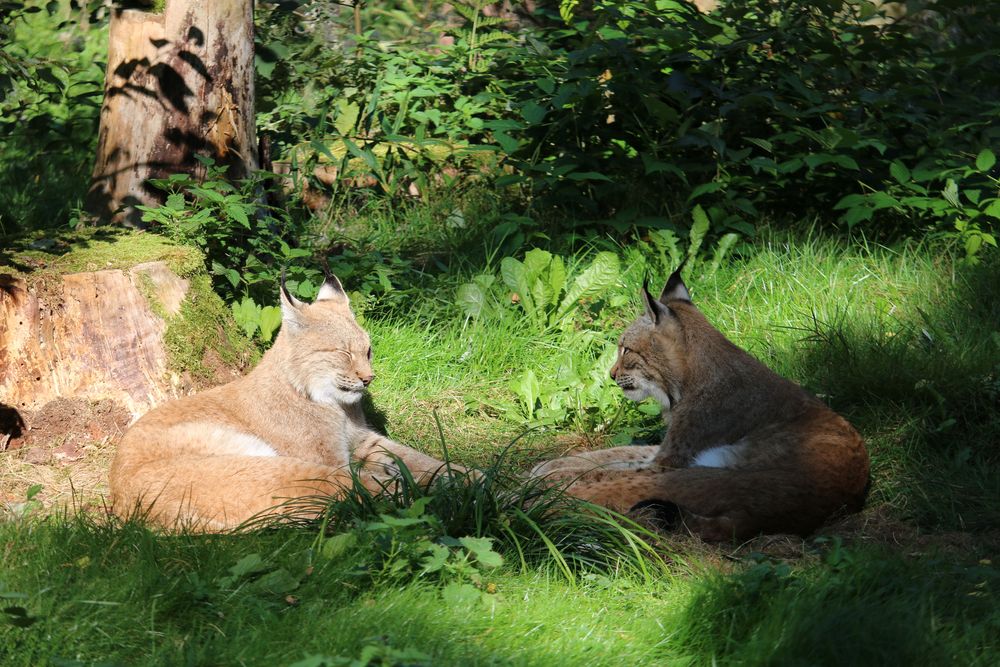 Luchs