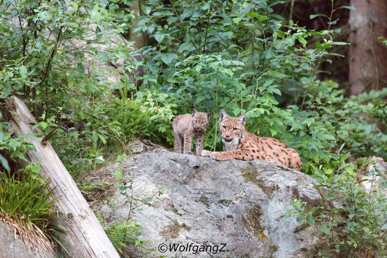 Luchs