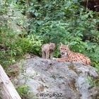 Luchs