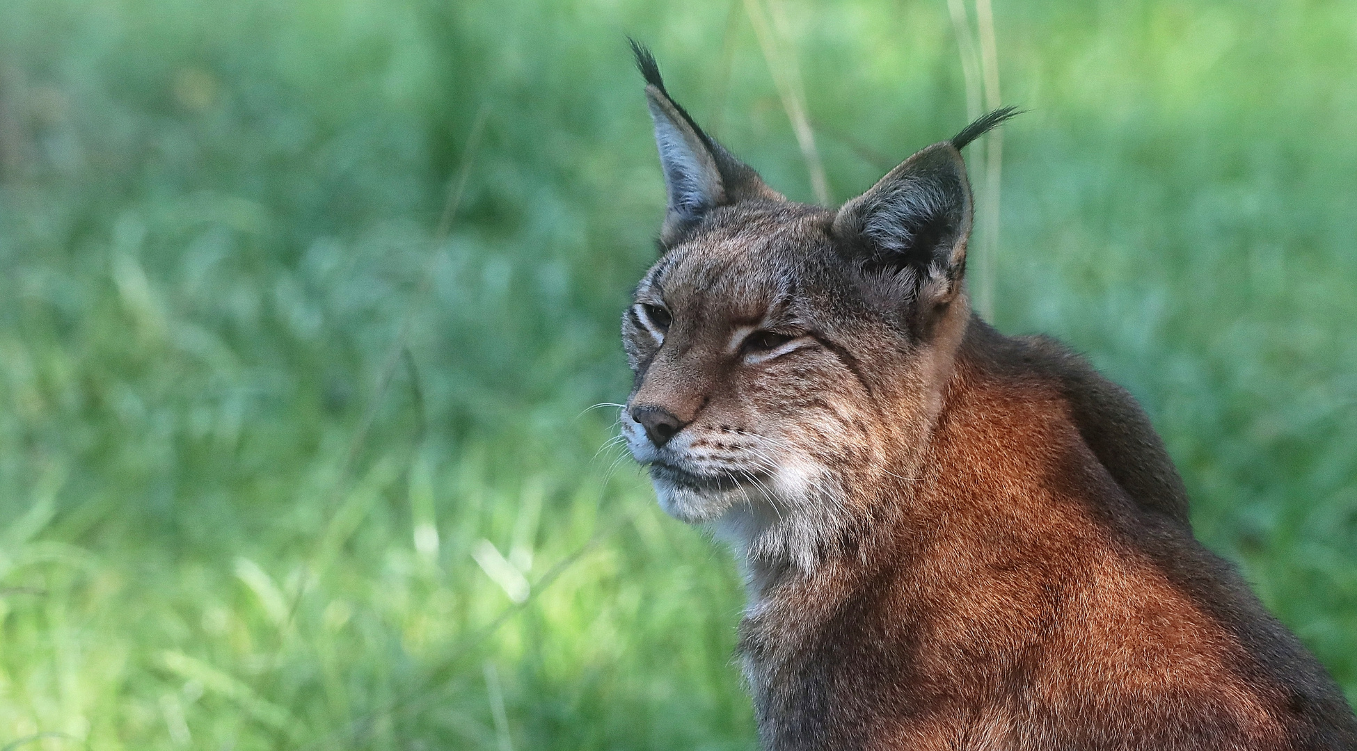 Luchs