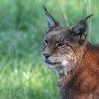 Luchs