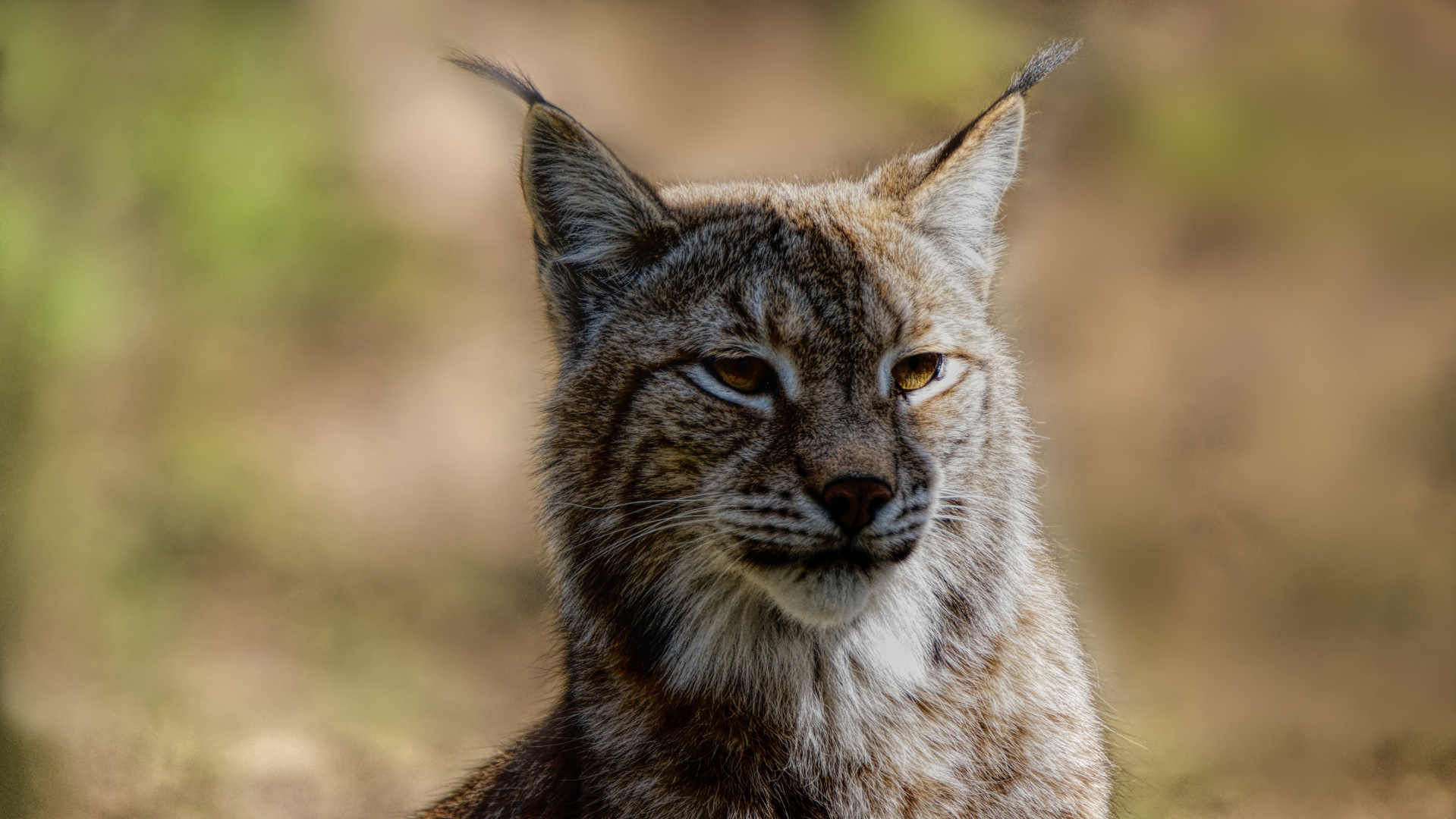 Luchs