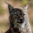 Luchs