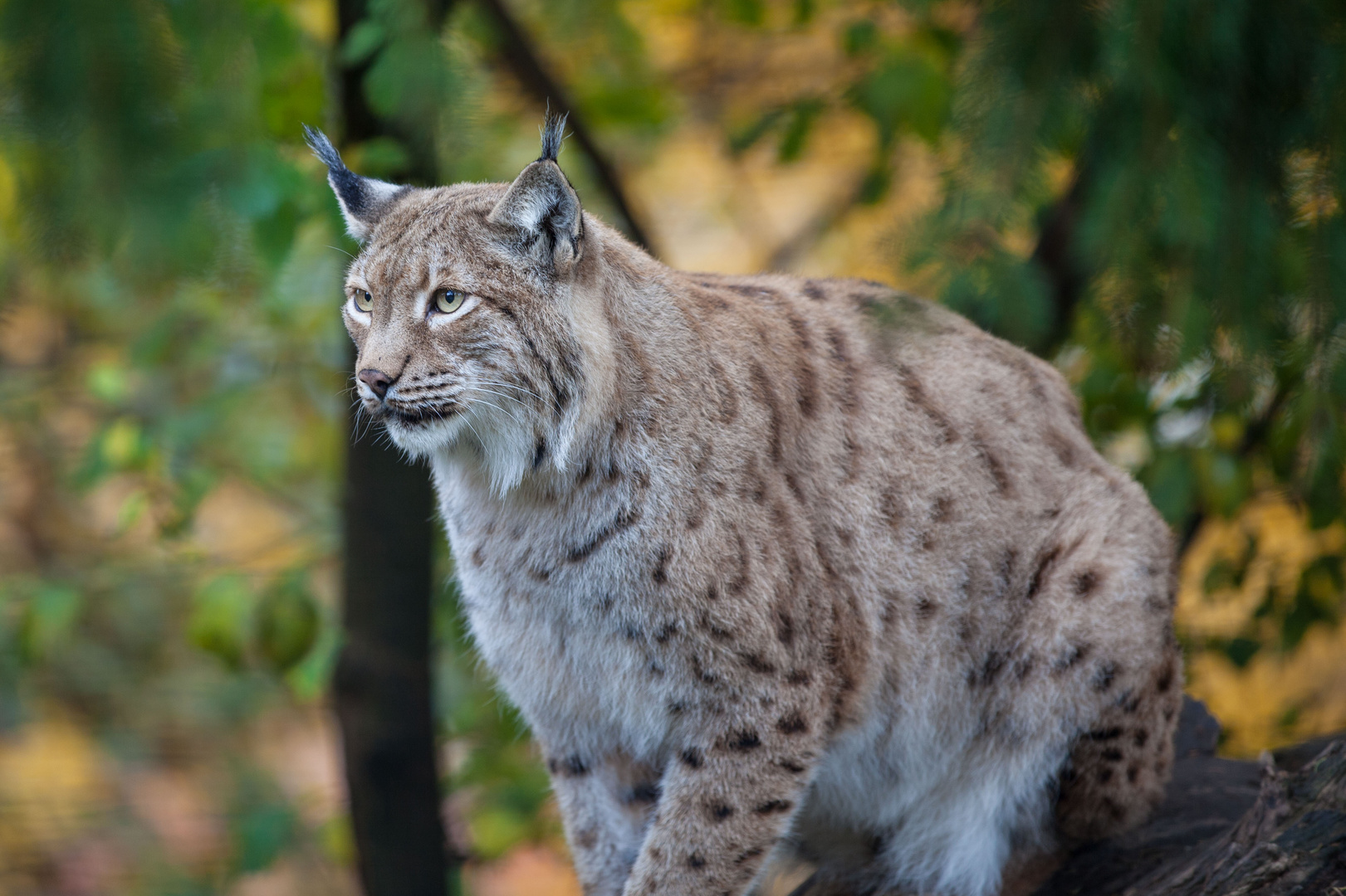 Luchs