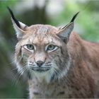 Luchs 