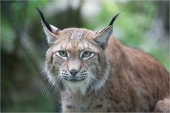 Luchs 