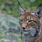 Luchs