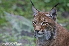 Luchs