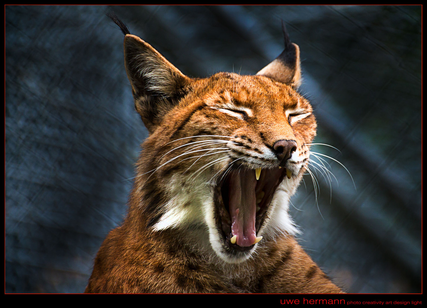 Luchs