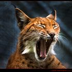 Luchs