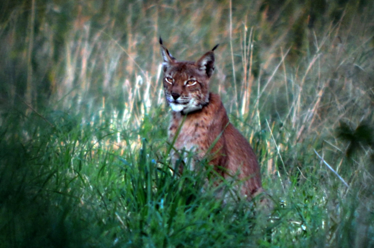 Luchs