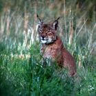 Luchs