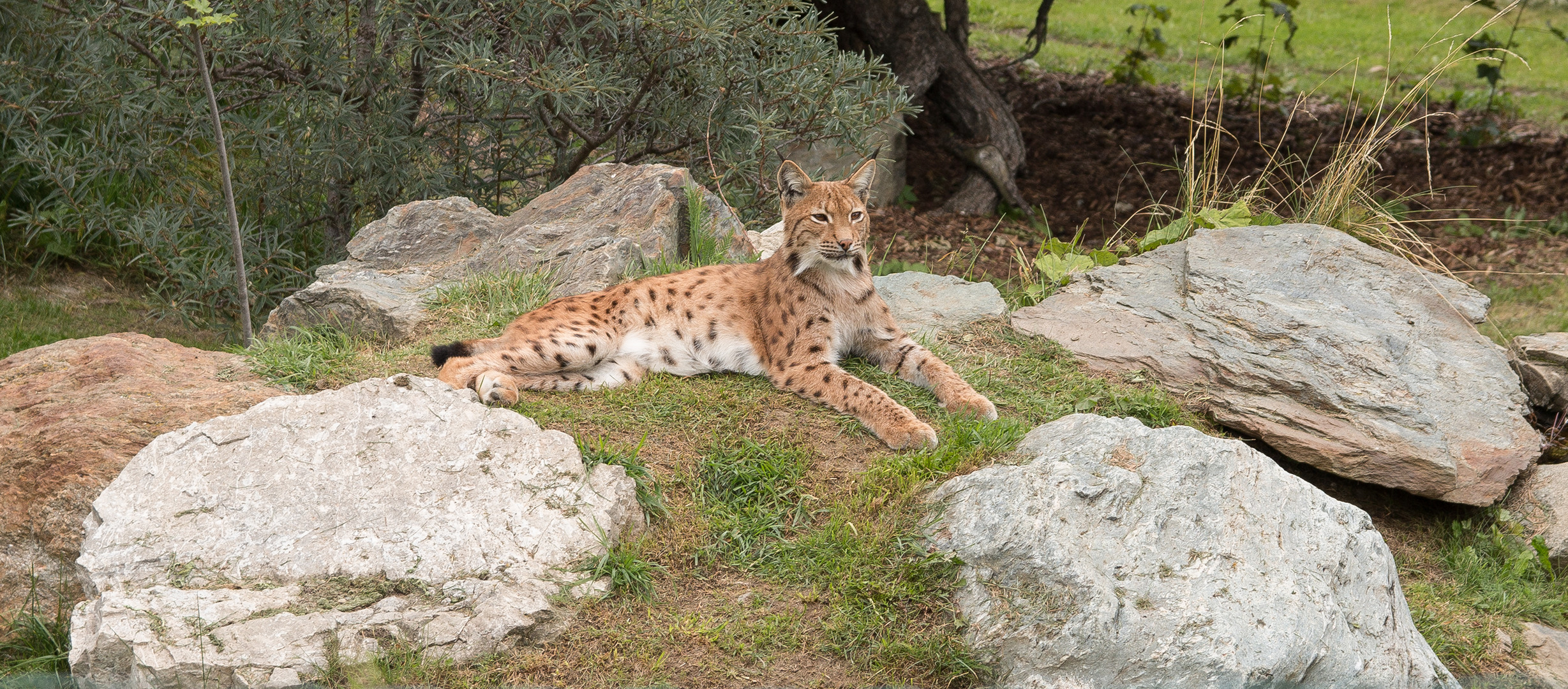 Luchs