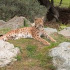 Luchs