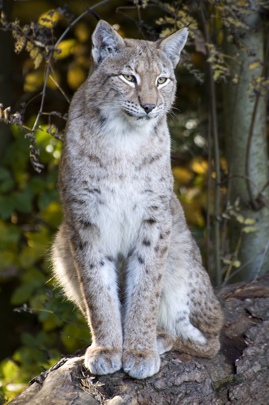 Luchs