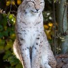 Luchs