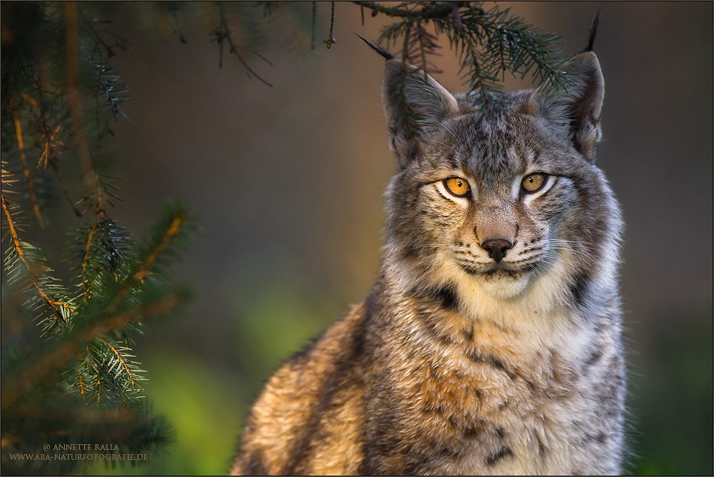 Luchs