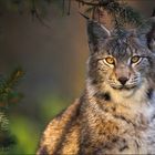 Luchs