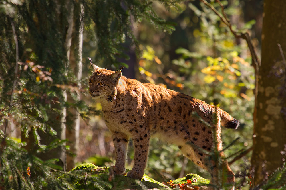 Luchs