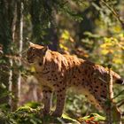 Luchs