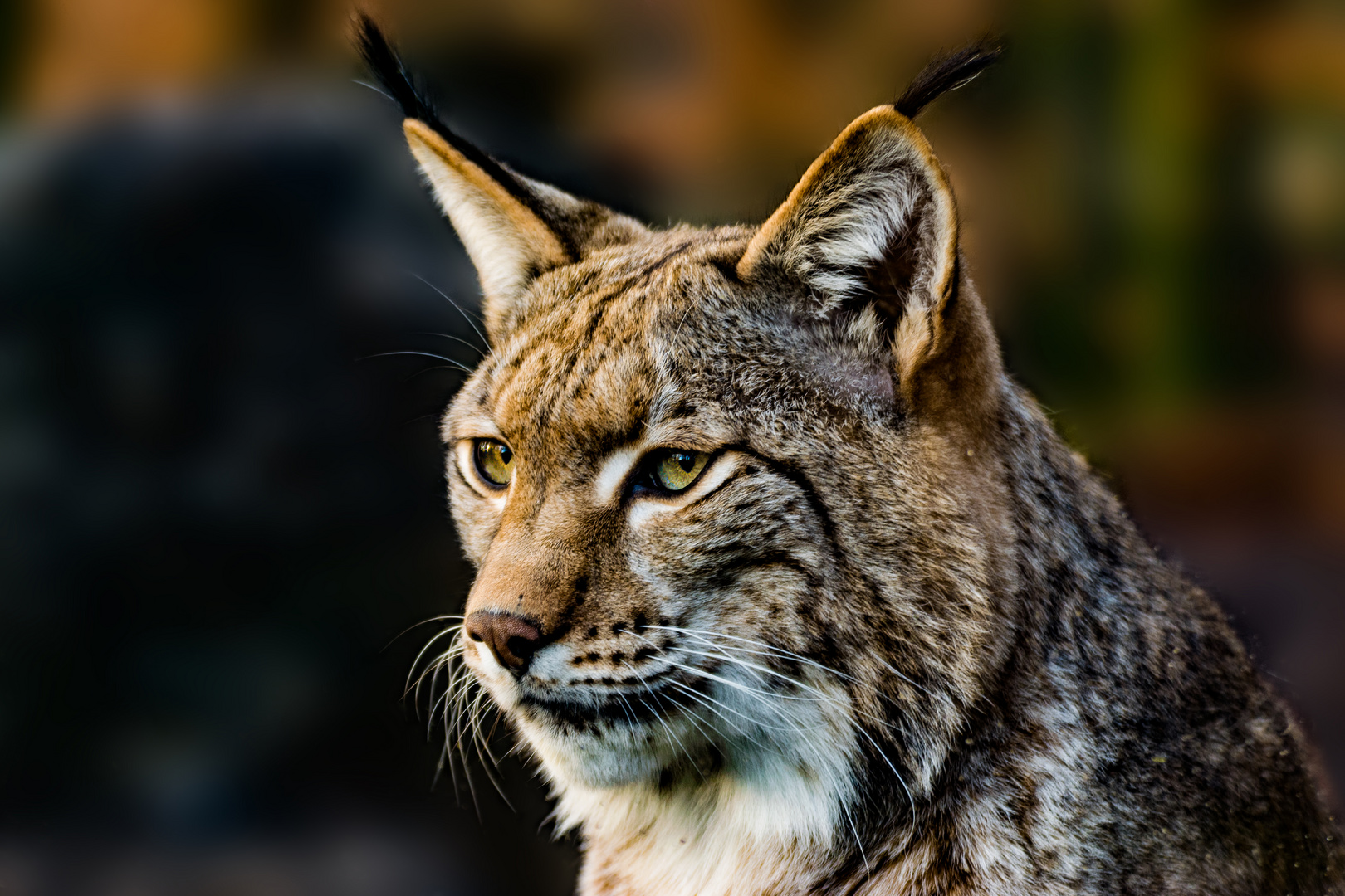 Luchs