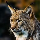 Luchs