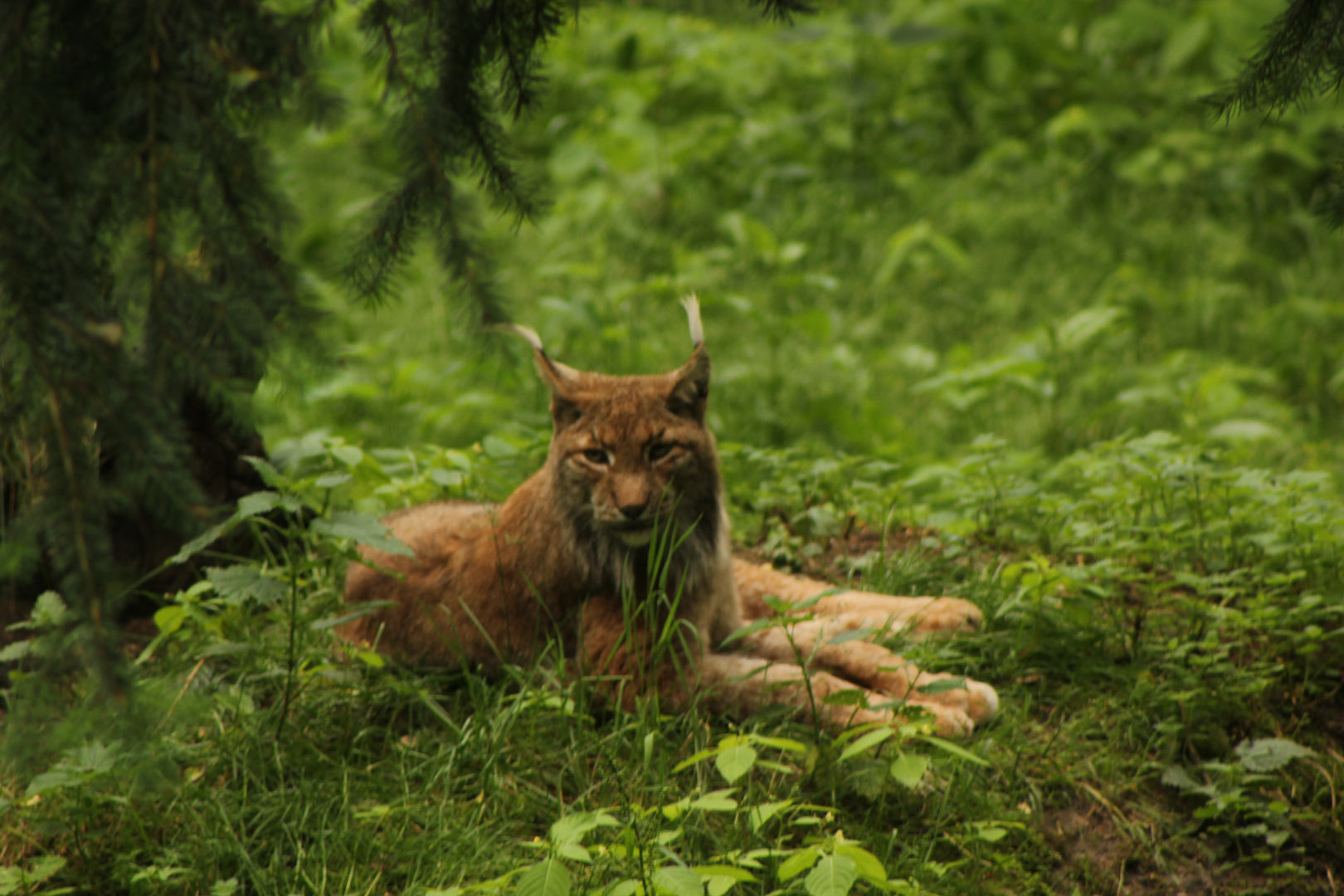 Luchs