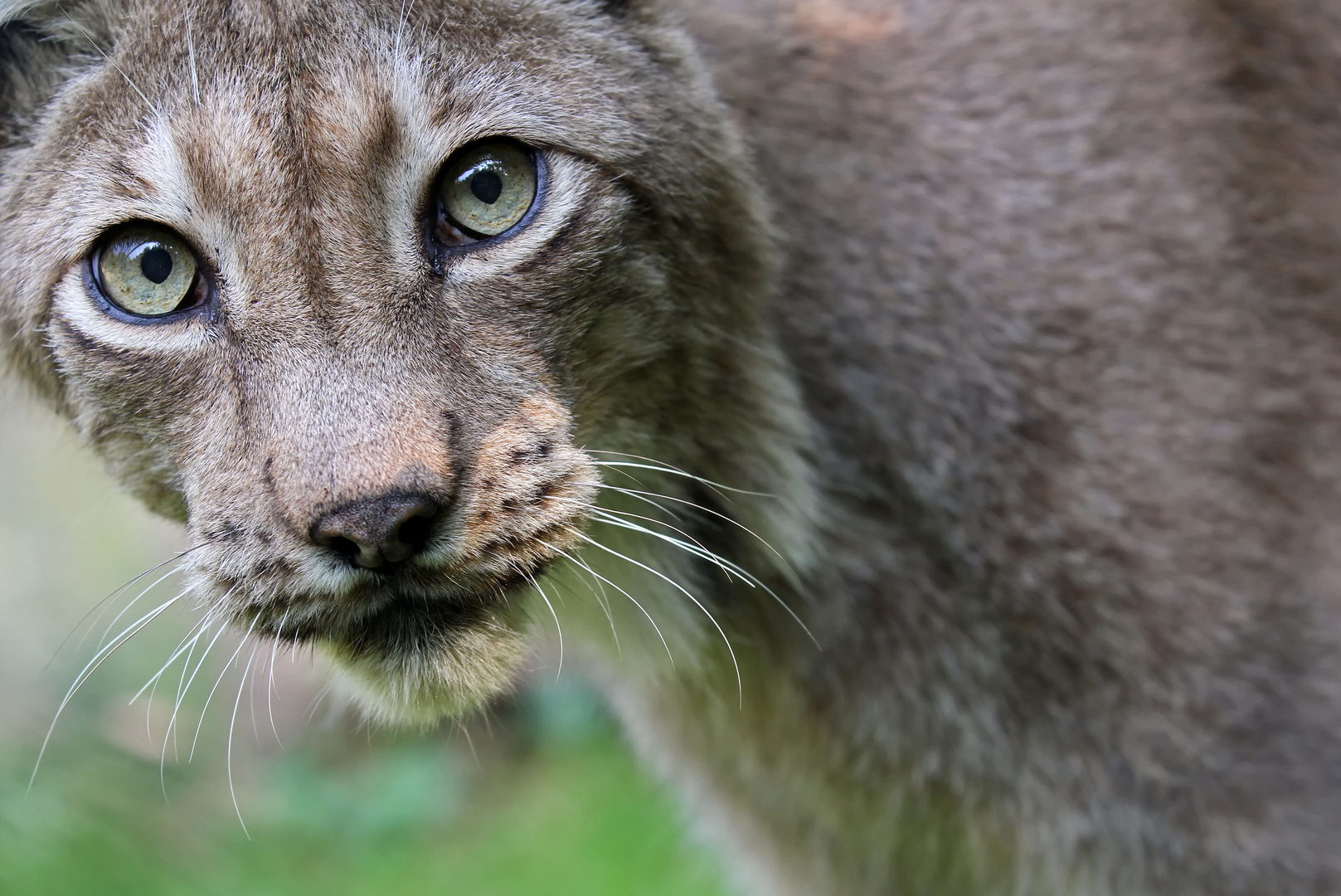 Luchs