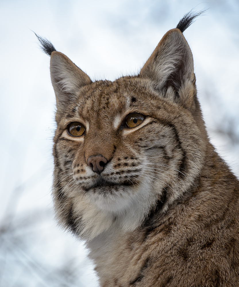 Luchs