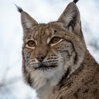 Luchs