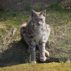 Luchs