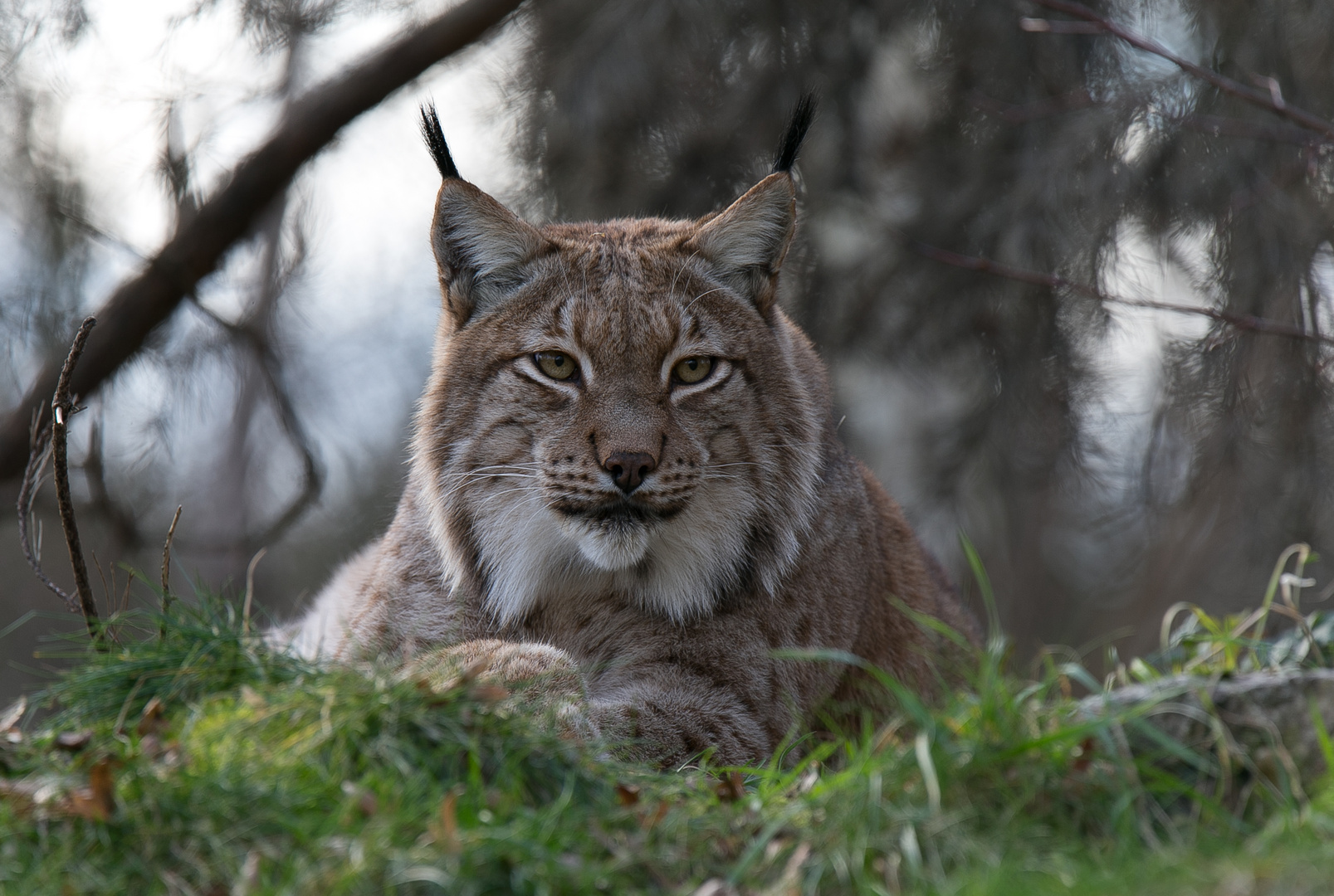 Luchs.