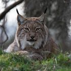 Luchs.